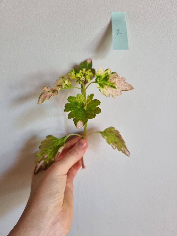 Palettblad Flora Coleus Stickling