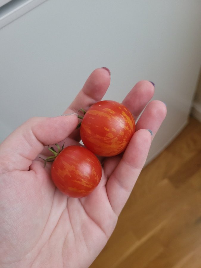 Tigerella tomatfrön. röd, spräcklig tomat (10 st)