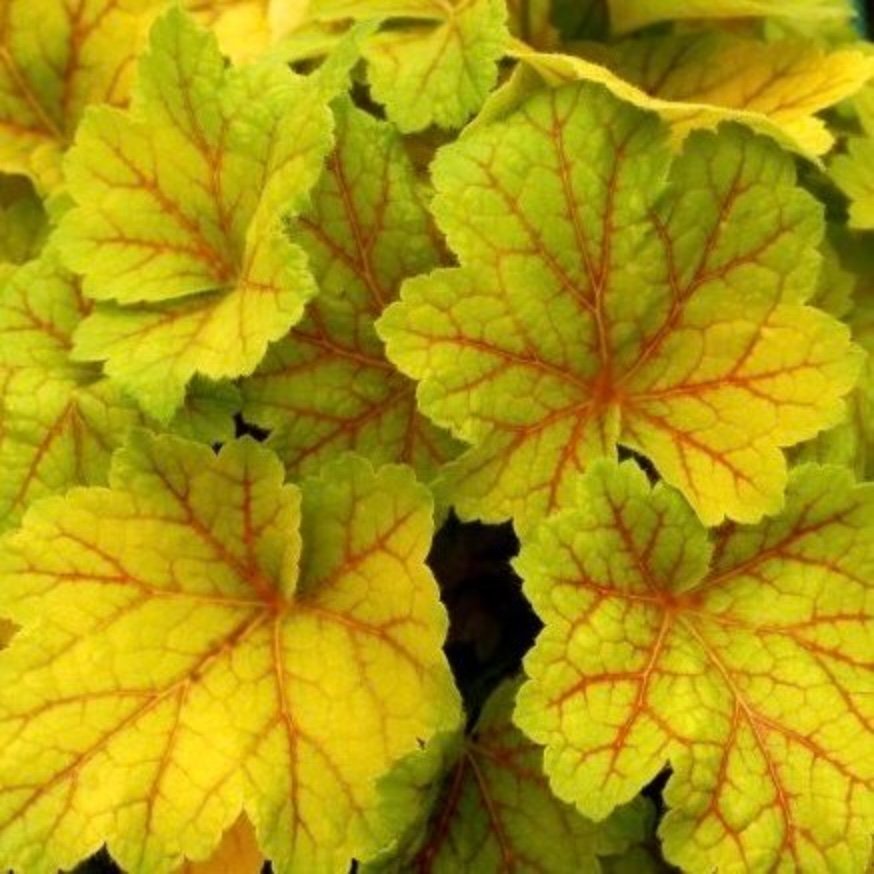 Heuchera ’Dry Electro