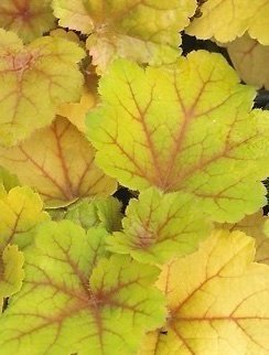 Heuchera ’Dry Electro