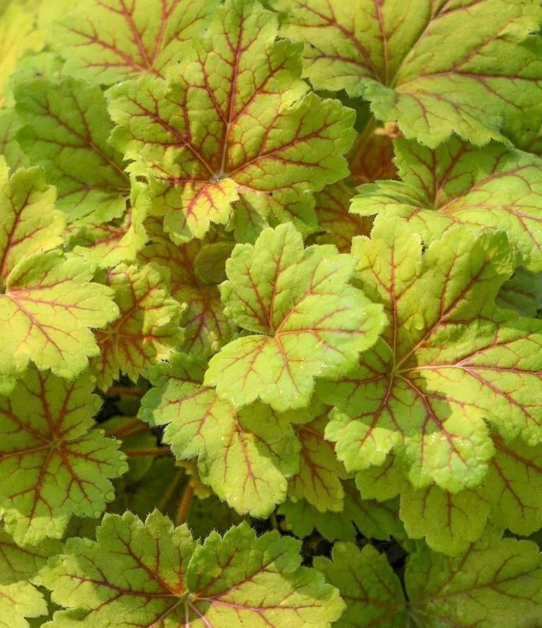 Heuchera ’Dry Electro