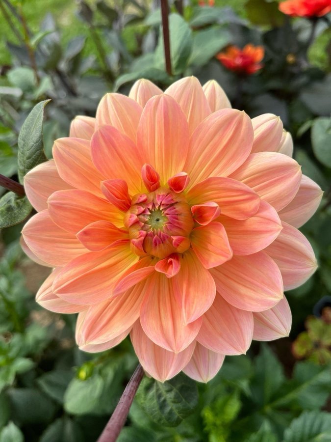 Dahlia Apricot Desire - chicken leg