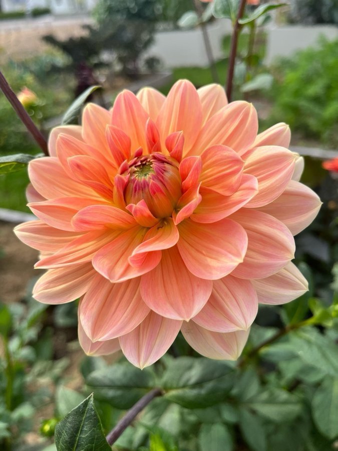 Dahlia Apricot Desire - chicken leg