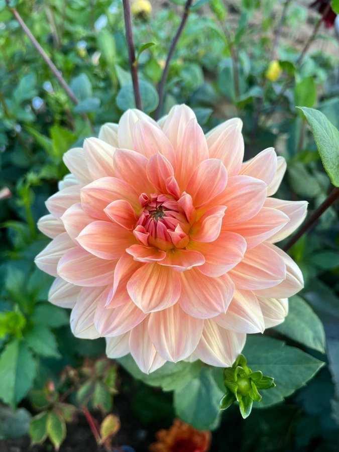 Dahlia Apricot Desire - chicken leg