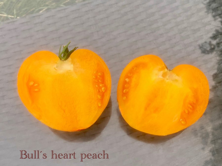 SERDTCE BYKA PERSIKOVOYE (BULL'S HEART PEACH ) - tomat, frö