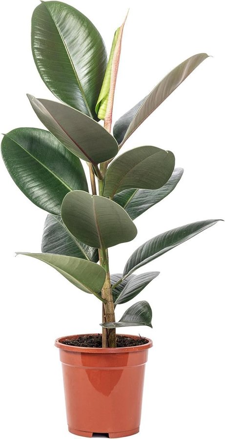 Ficus Elastica stickling med rötter