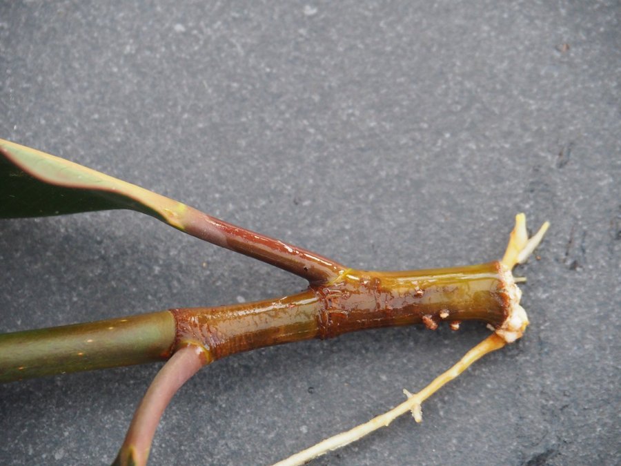 Ficus Elastica stickling med rötter