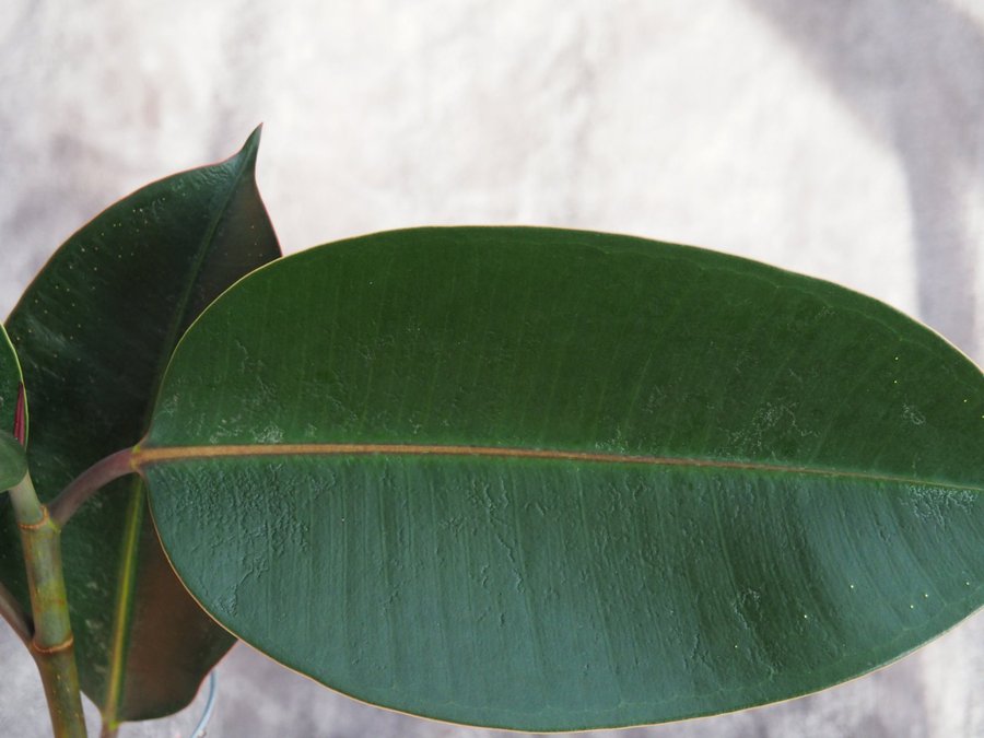 Ficus Elastica stickling med rötter