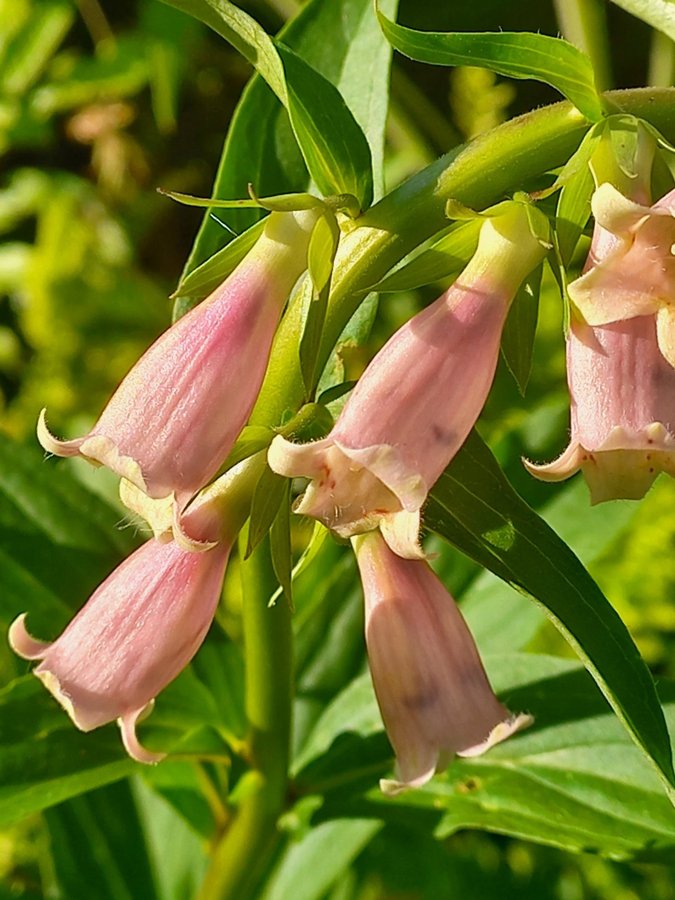 Brun fingerborgsblomma - minst 30 frön