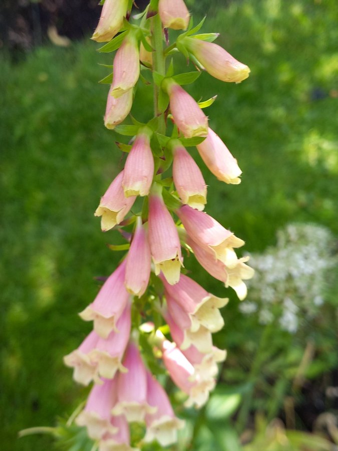 Brun fingerborgsblomma - minst 30 frön