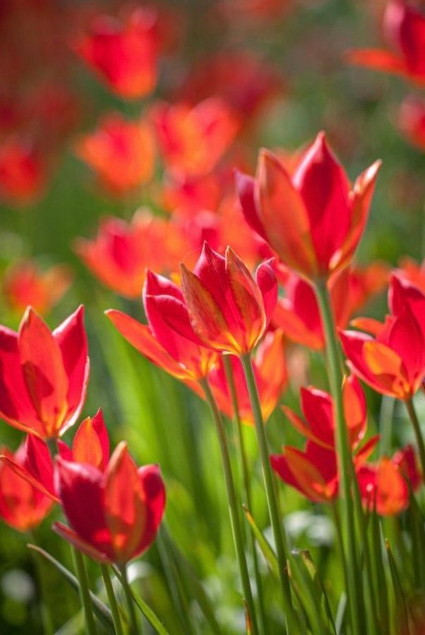 Tulipa Sprengeri Sommartulpan 25st frön