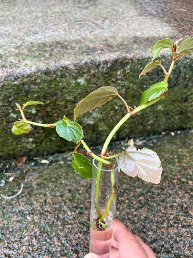 Begonia glabra