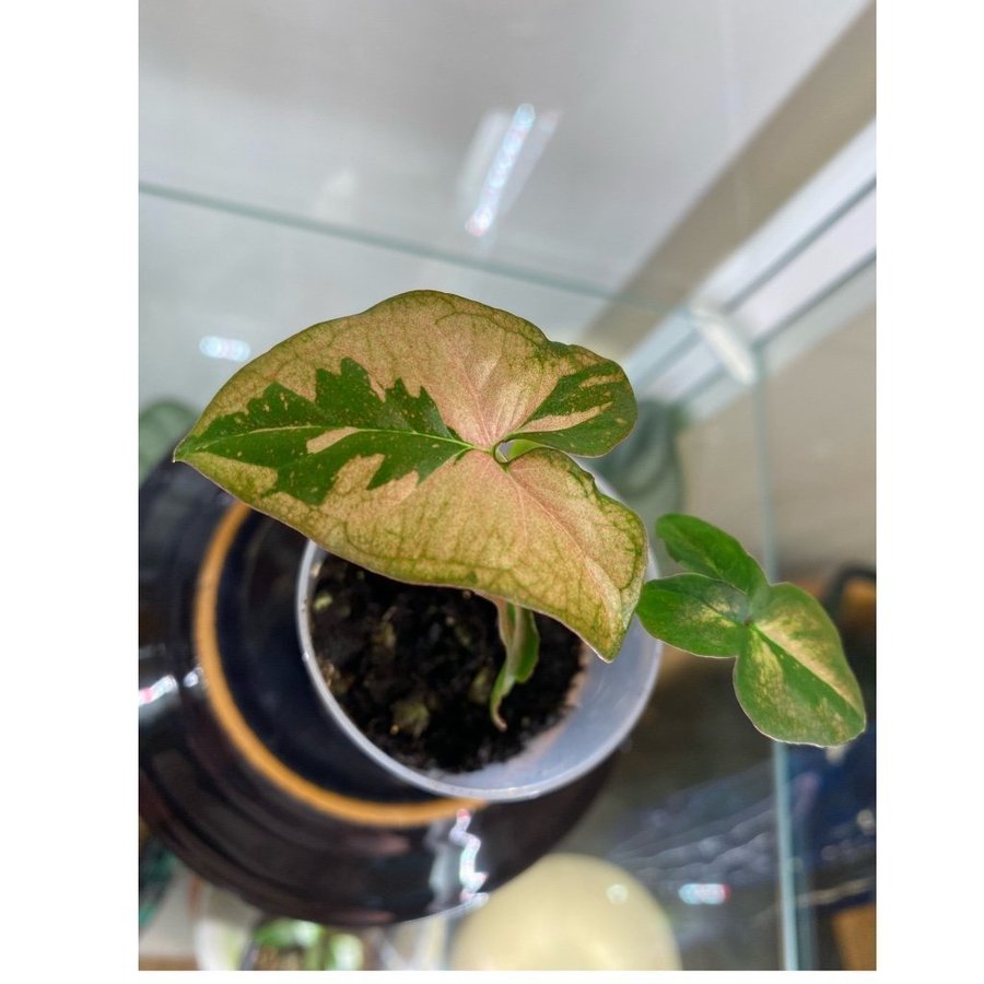 Syngonium Podophyllum Pink Splash