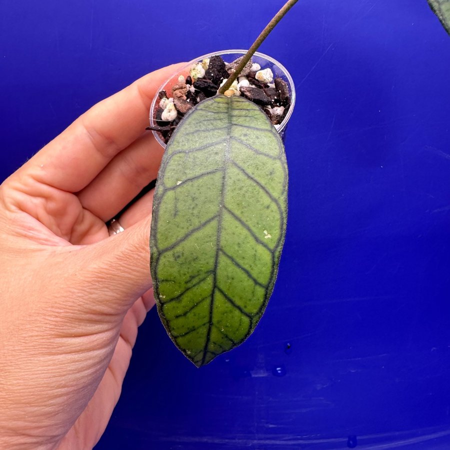 Hoya sp Borneo Gunung Gaiding - rotad stickling