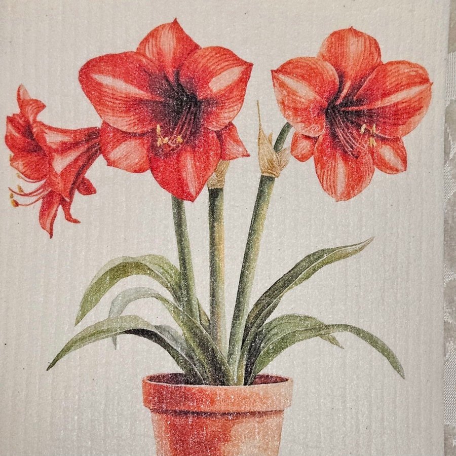 Disktrasa wettex duk med tryck amaryllis blommor Christmas Jul