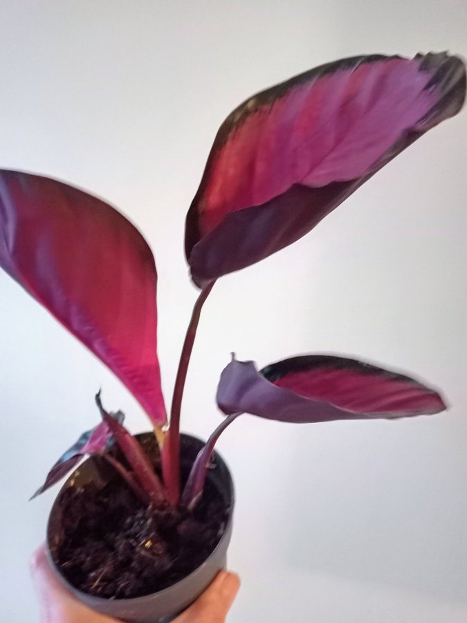 CALATHEA Picturata " CRIMSON " - planta