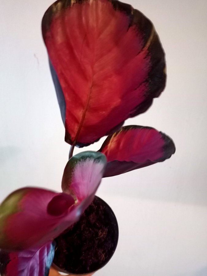 CALATHEA Picturata " CRIMSON " - planta