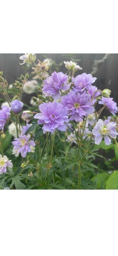 TRÄDGÅRDSNÄVA näva Geranium SUMMER SKIES lila blommor