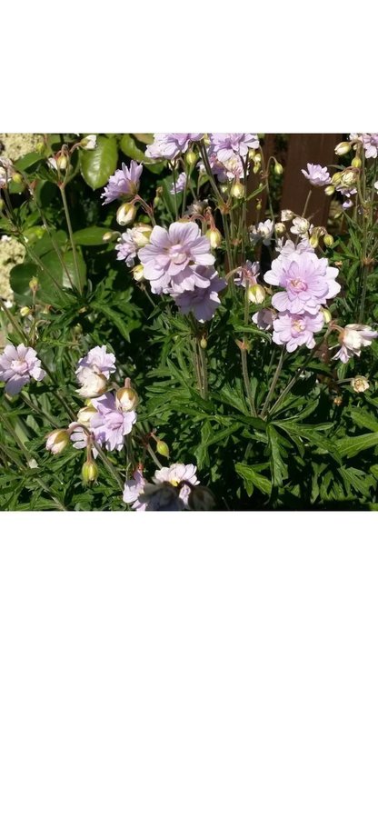 TRÄDGÅRDSNÄVA näva Geranium SUMMER SKIES lila blommor