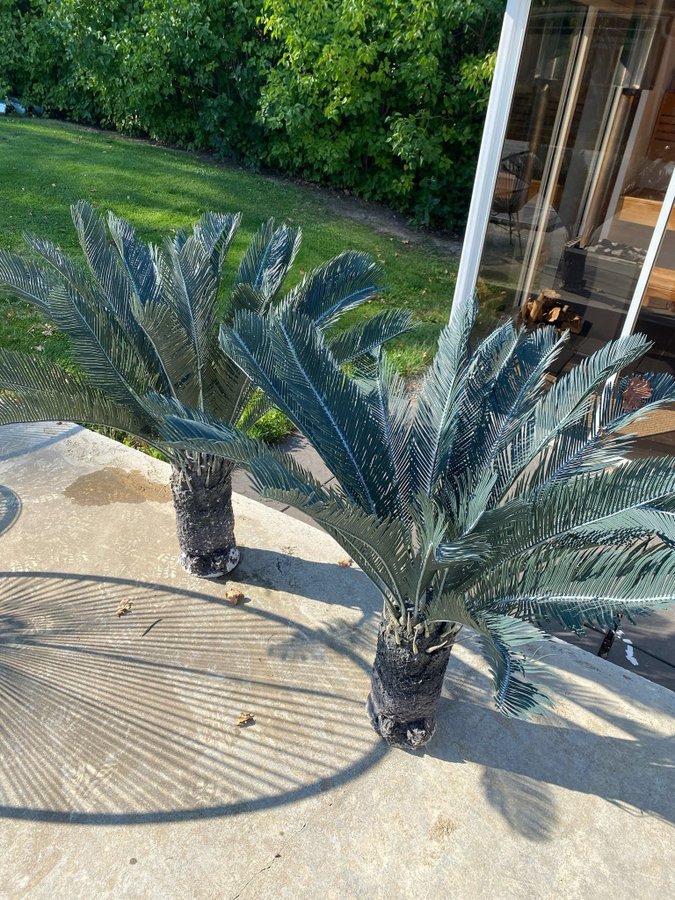 Två stycken Cycas Revoluta i plast ca 1 meter höga