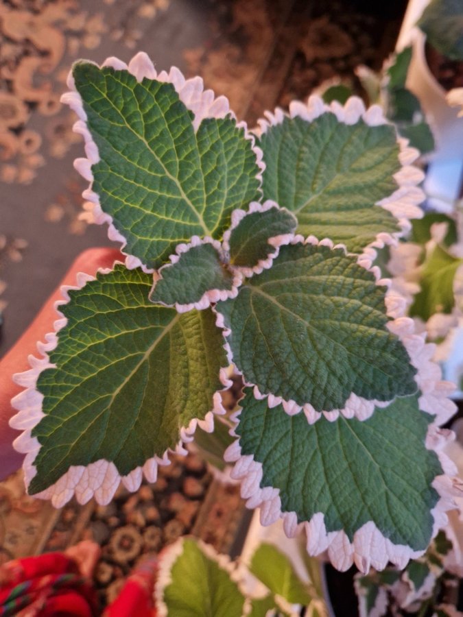 Säljer en vacker Plectranthus verticillatus Söderhavsljus