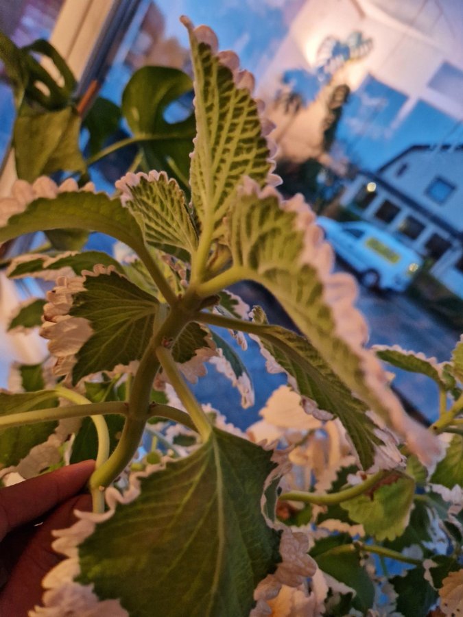 Säljer en vacker Plectranthus verticillatus Söderhavsljus