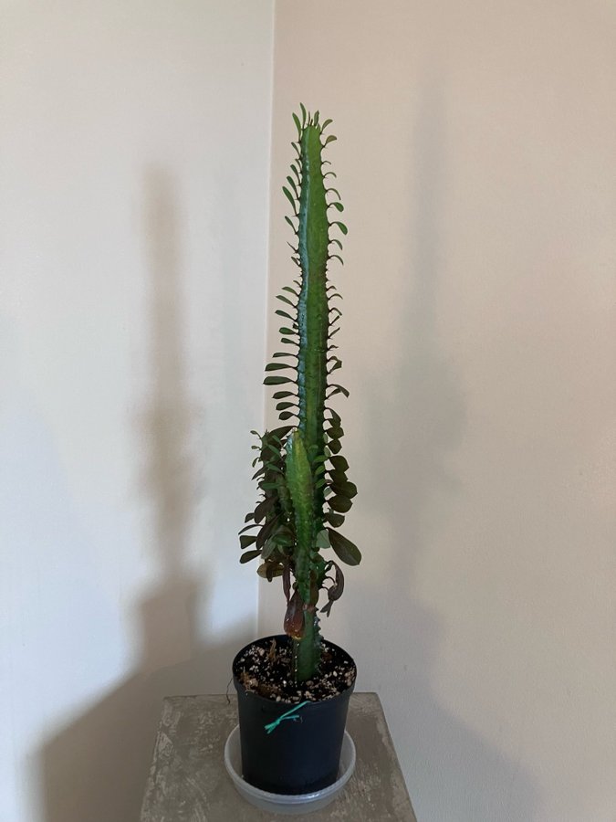 Euphorbia Trigona Rubra