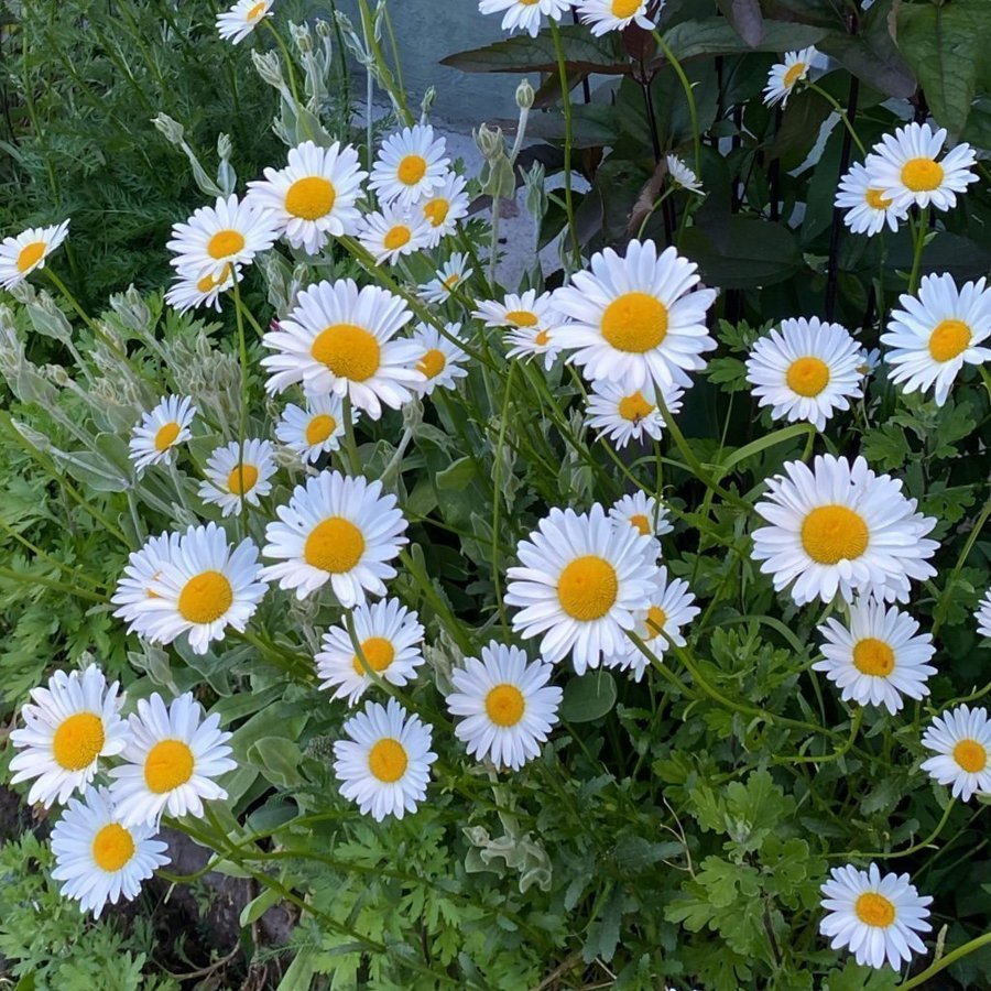 Stora Prästkragar - stora blommor 10 plantor perenn