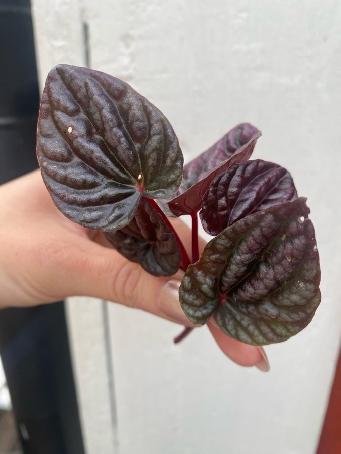 Peperomia caperata *RED LUNA* 5 st blad