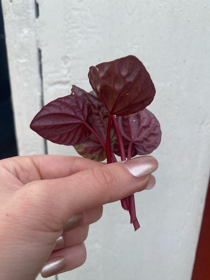 Peperomia caperata *RED LUNA* 5 st blad