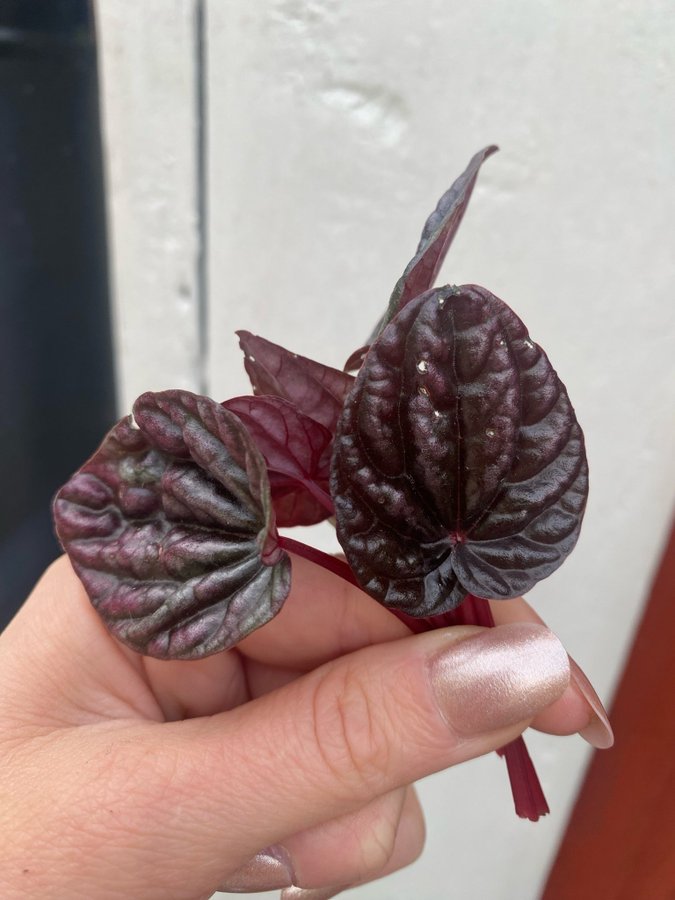 Peperomia caperata *RED LUNA* 5 st blad