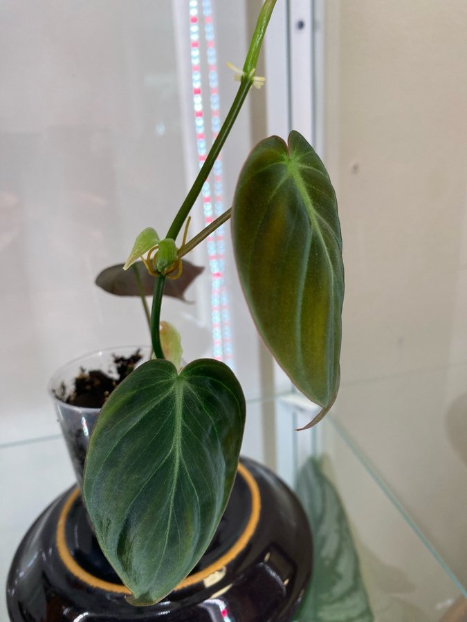 Philodendron Micans Aurea Variegata