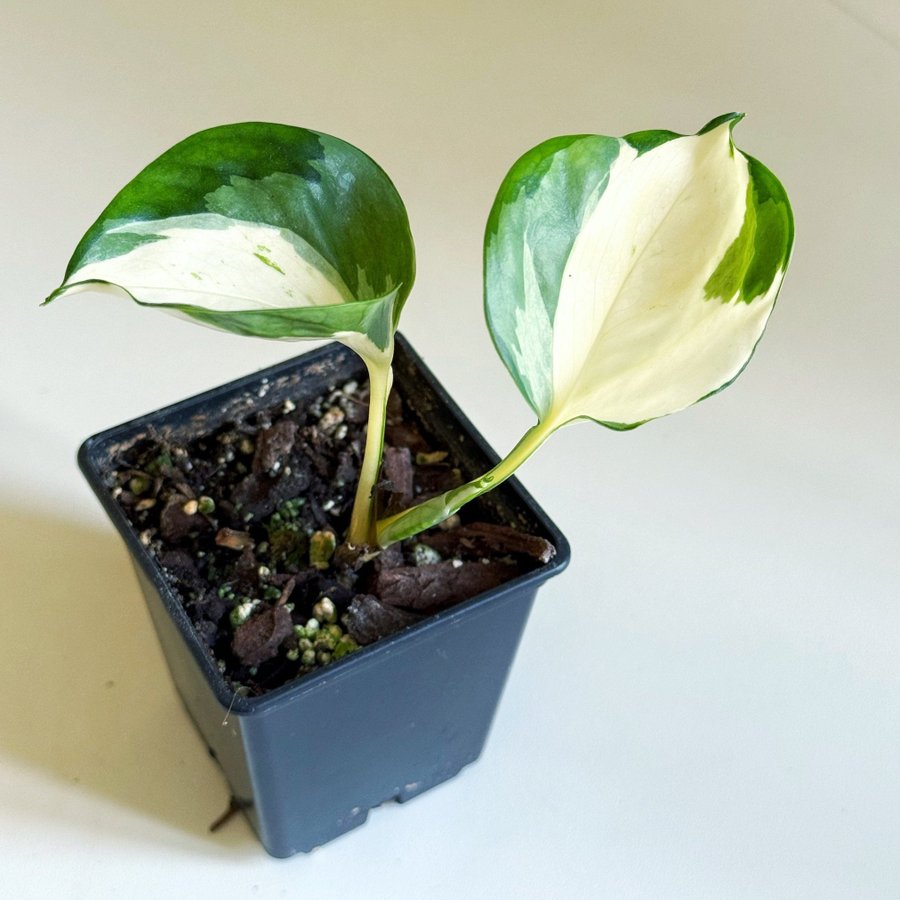 Epipremnum " MANJULA HAPPY LEAF " Liten planta (Gullranka, Aureum, variegata)