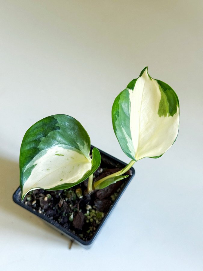 Epipremnum " MANJULA HAPPY LEAF " Liten planta (Gullranka, Aureum, variegata)