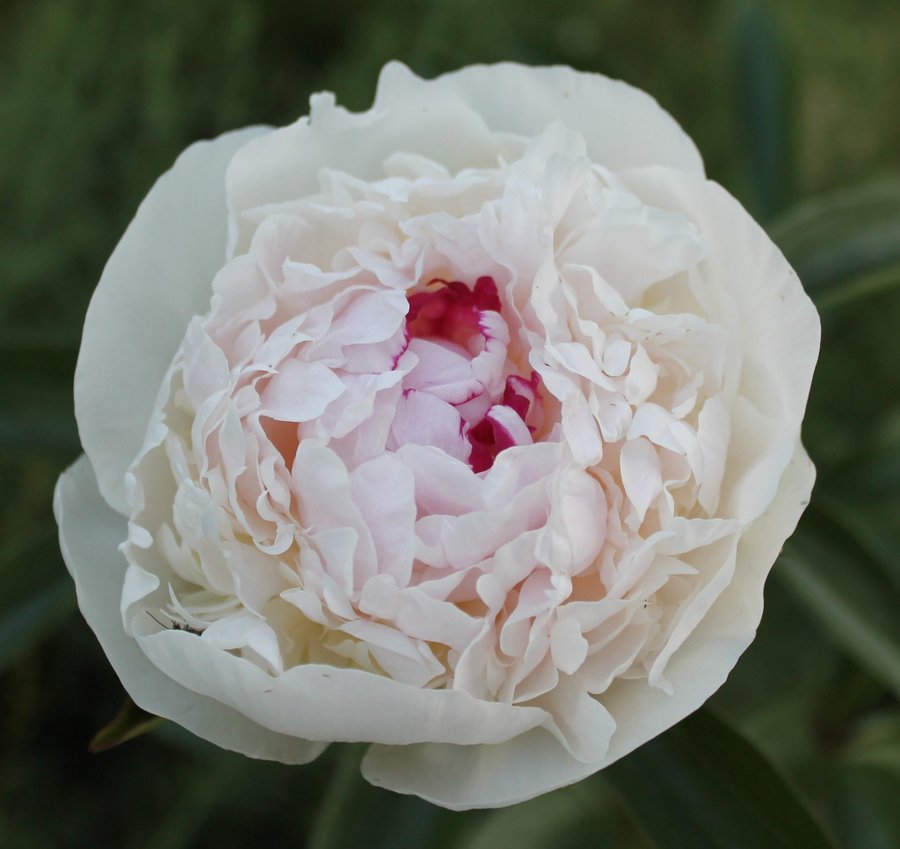 Pion lactiflora "Festiva Maxima"