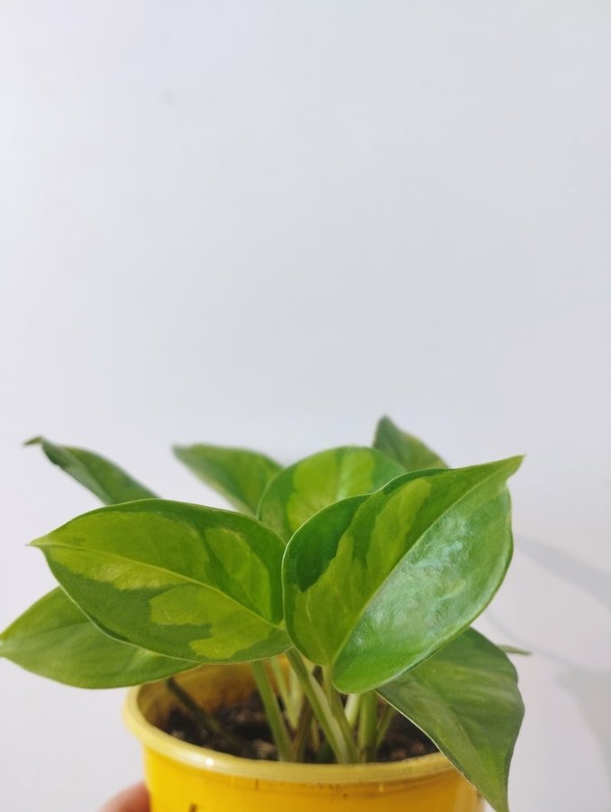 Epipremnum aureum 'Global green"