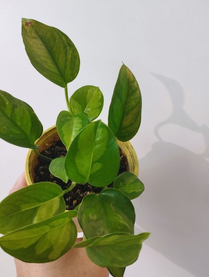 Epipremnum aureum 'Global green"