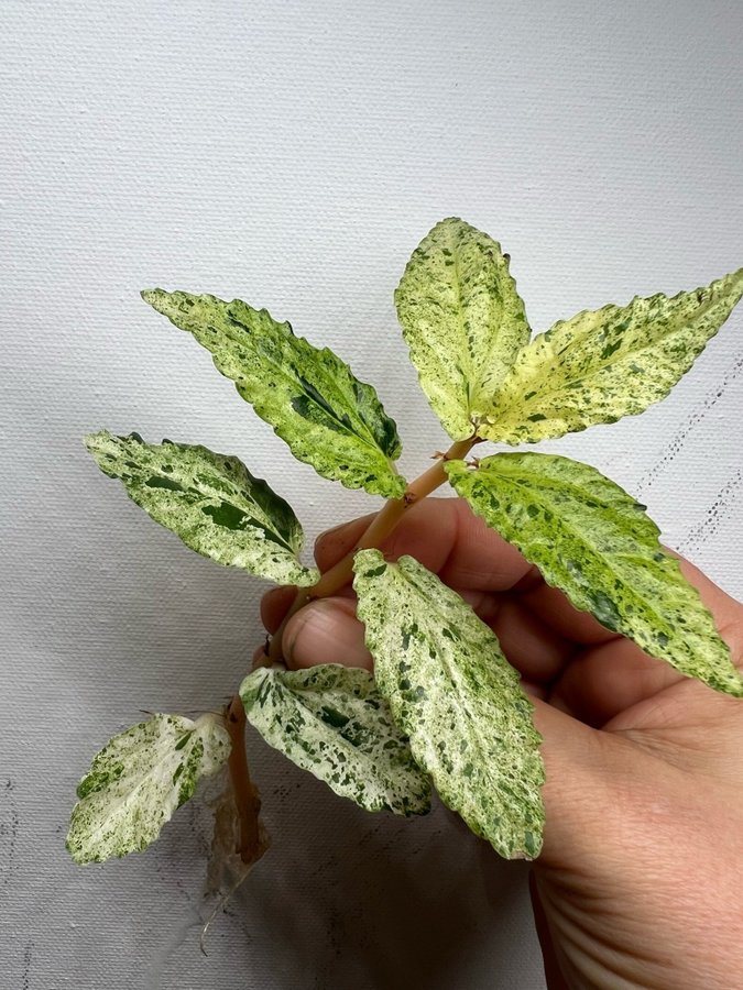 Pellonia repens variegata