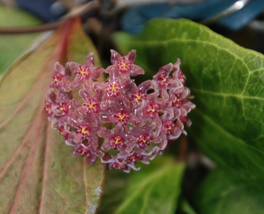 Hoya sp MPR IML 1866 - välrotad stickl.