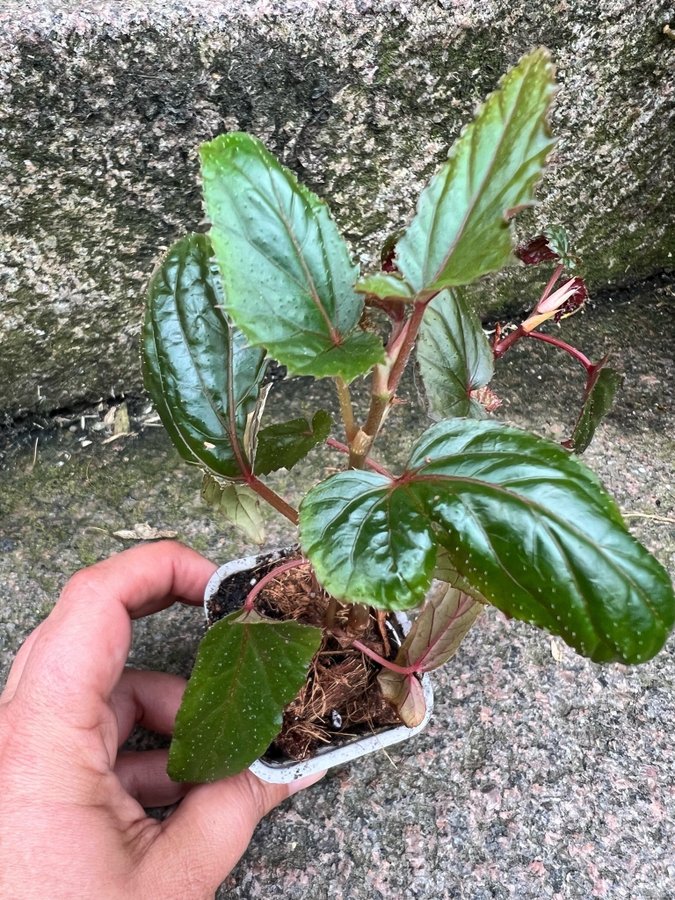 Begonia Taiwaniana