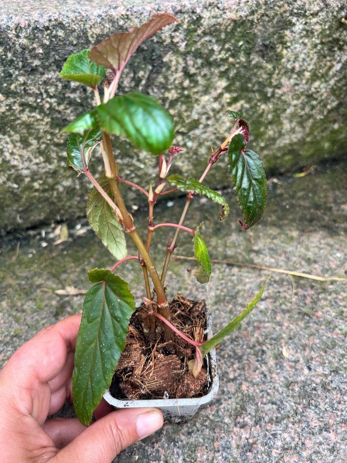 Begonia Taiwaniana