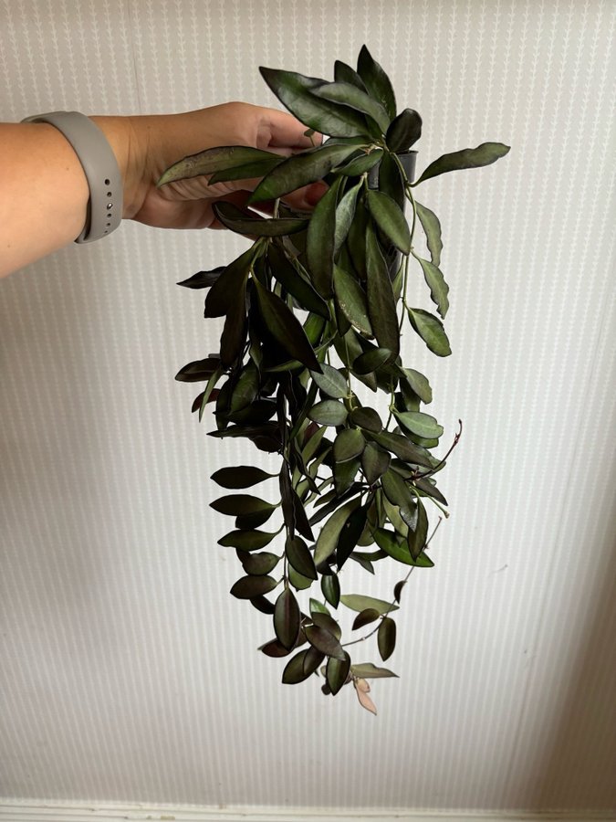 HELA PLANTAN Hoya Rosita