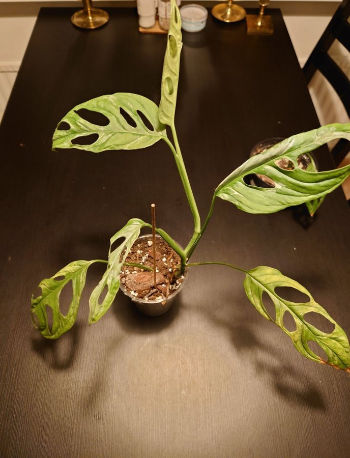 Monstera Adansonii Indonesian marble