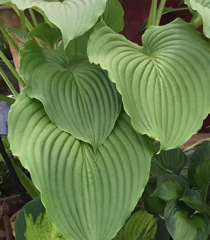 Hosta Elata