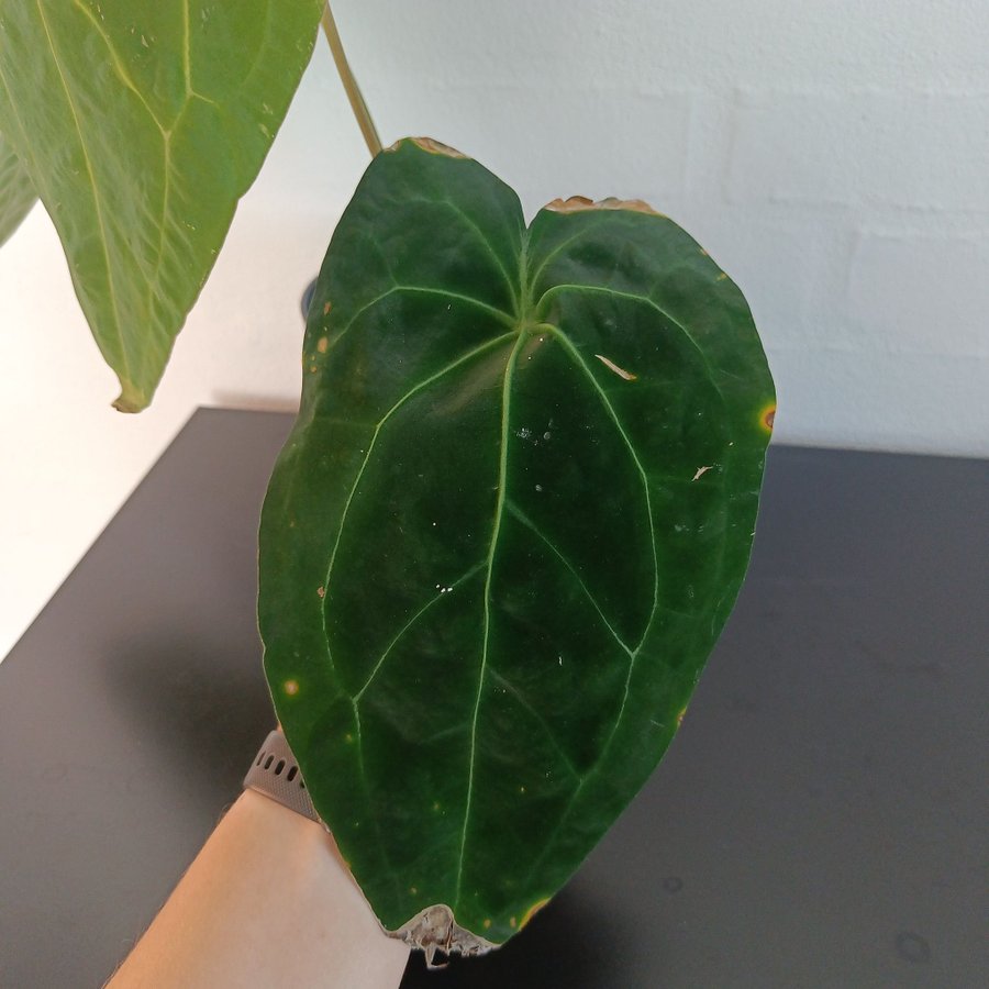 Anthurium ace of spades green form x self (aos)