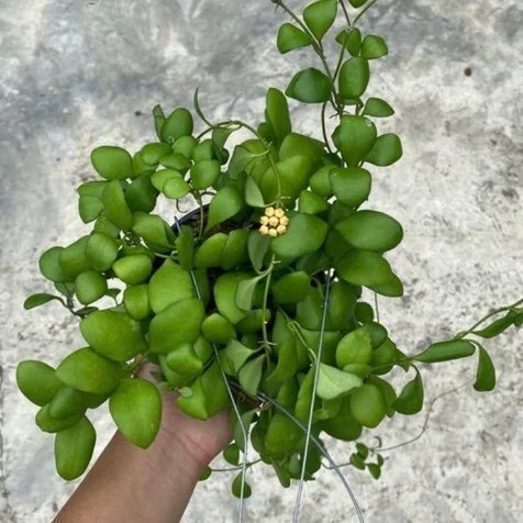 Hoya Heuschkeliana - stickling