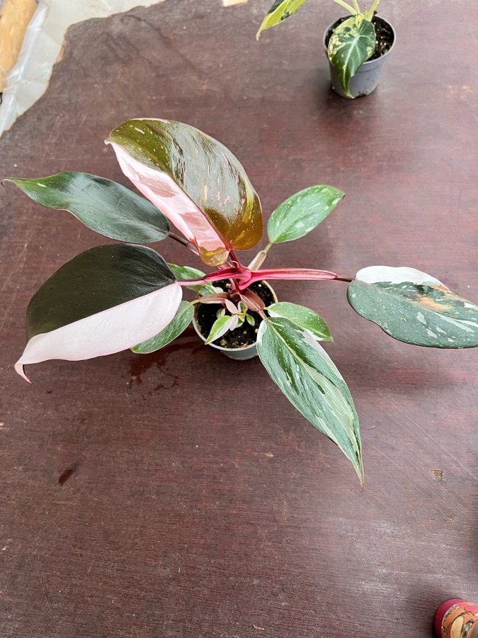 Philodendron Red Anderson