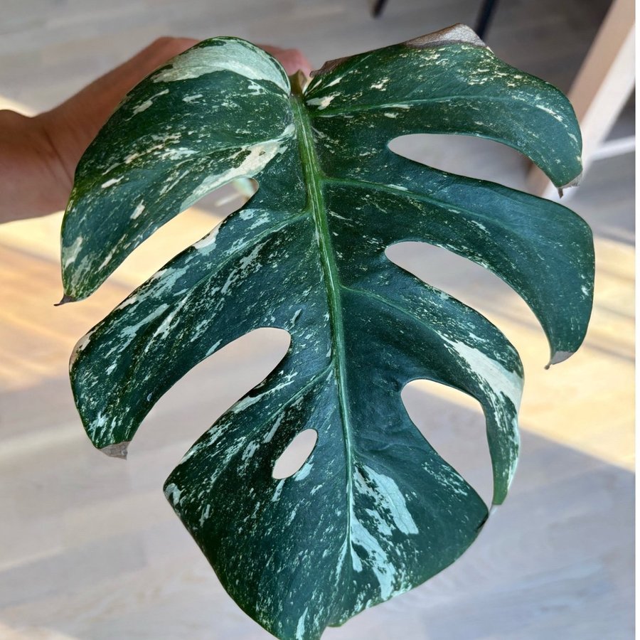 Monstera Deliciosa Albo