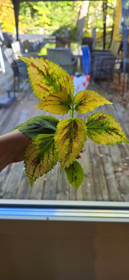 Palettblad Coleus - NN (fröis)