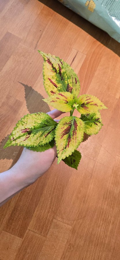 Palettblad Coleus - NN (fröis)